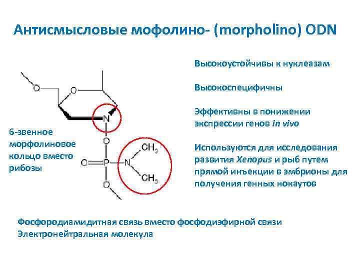 Антисмысловые мофолино- (morpholino) ODN Высокоустойчивы к нуклеазам Высокоспецифичны 6 -звенное морфолиновое кольцо вместо рибозы