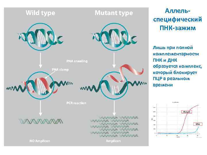 Аллельспецифический ПНК-зажим Лишь при полной комплементарности ПНК и ДНК образуется комплекс, который блокирует ПЦР