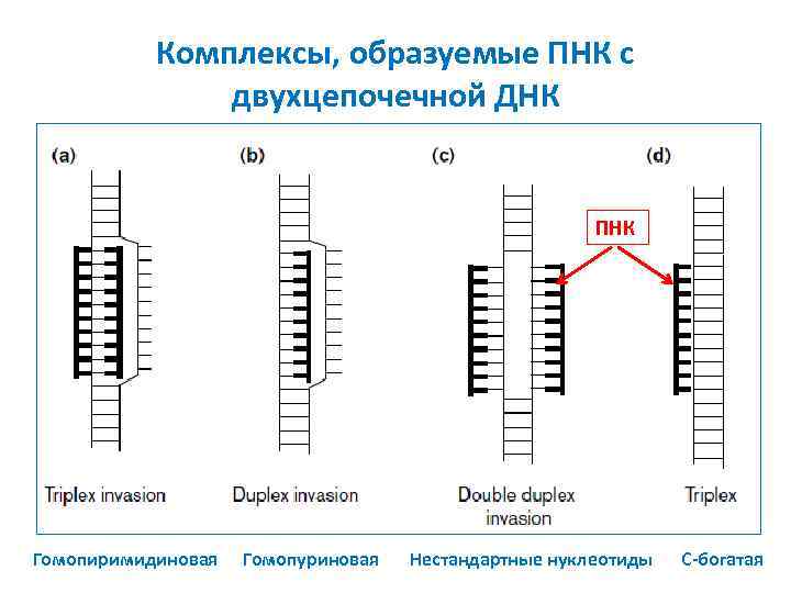 Комплексы, образуемые ПНК с двухцепочечной ДНК ПНК Гомопиримидиновая Гомопуриновая Нестандартные нуклеотиды C-богатая 