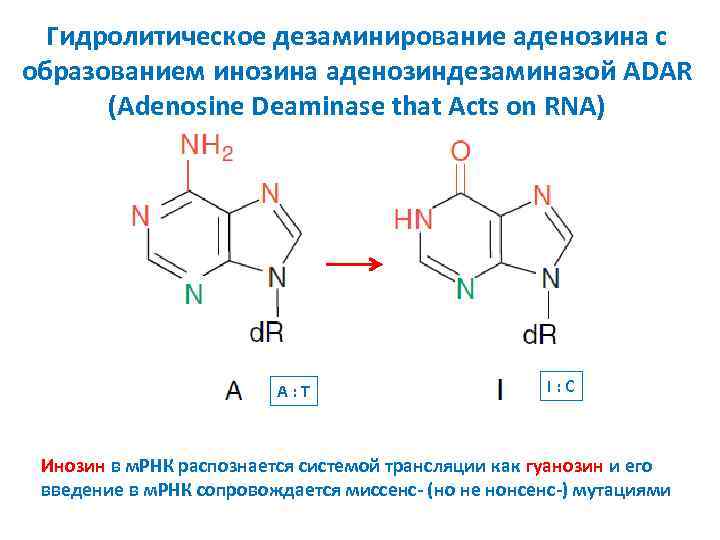 Гидролитическое дезаминирование аденозина с образованием инозина аденозиндезаминазой ADAR (Adenosine Deaminase that Acts on RNA)