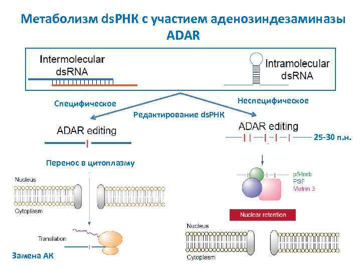 Метаболизм ds. РНК с участием аденозиндезаминазы ADAR Неспецифическое Специфическое Редактирование ds. РНК 25 -30