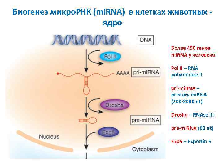 Биогенез микро. РНК (mi. RNA) в клетках животных ядро Более 450 генов mi. RNA