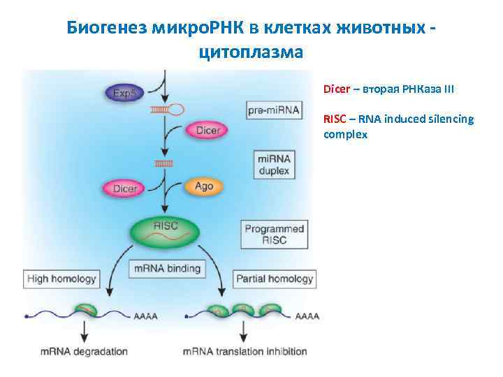 Биогенез