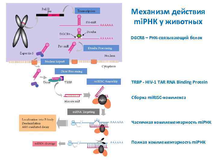 Механизм действия mi. РНК у животных DGCR 8 – РНК-связывающий белок TRBP - HIV-1