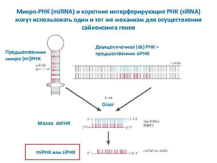 Микро-РНК (mi. RNA) и короткие интерферирующие РНК (si. RNA) могут использовать один и тот