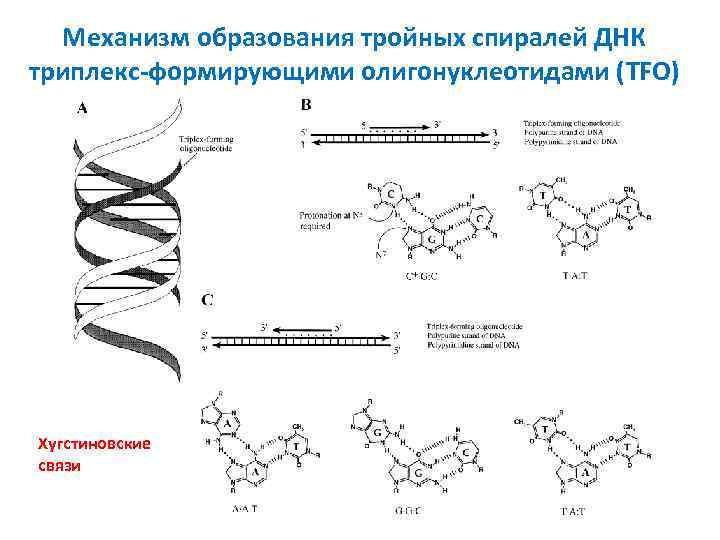 Механизм образования тройных спиралей ДНК триплекс-формирующими олигонуклеотидами (TFO) Хугстиновские связи 