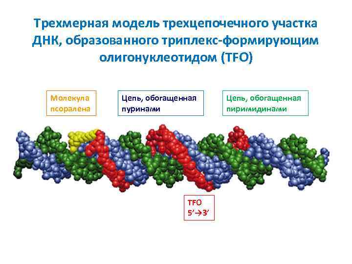 Трехмерная модель трехцепочечного участка ДНК, образованного триплекс-формирующим олигонуклеотидом (TFO) Молекула псоралена Цепь, обогащенная пуринами