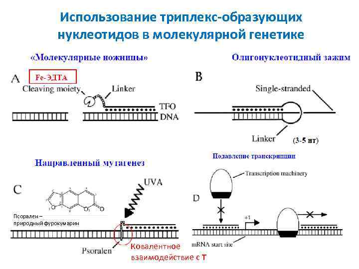 Использование триплекс-образующих нуклеотидов в молекулярной генетике Псорален – природный фурокумарин Ковалентное взаимодействие c T