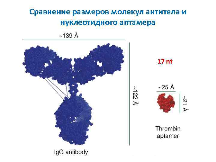 Сравнение размеров молекул антитела и нуклеотидного аптамера 17 nt 