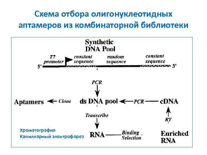 Схема отбора олигонуклеотидных аптамеров из комбинаторной библиотеки Хроматография Капиллярный электрофорез 