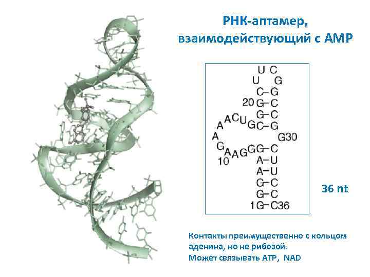 РНК-аптамер, взаимодействующий с AMP 36 nt Контакты преимущественно с кольцом аденина, но не рибозой.
