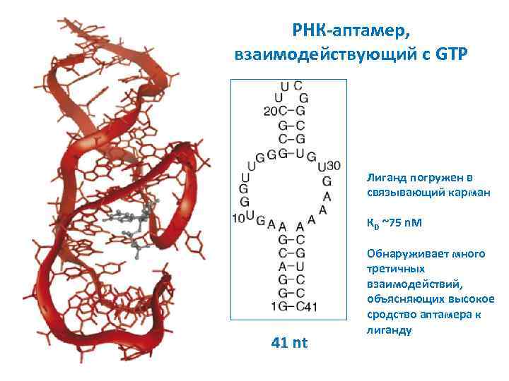 РНК-аптамер, взаимодействующий с GTP Лиганд погружен в связывающий карман КD ~75 n. M 41