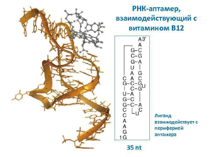 РНК-аптамер, взаимодействующий с витамином B 12 Лиганд взаимодействует с периферией аптамера 35 nt 