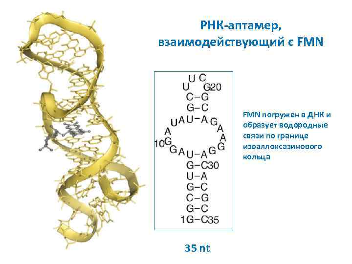 РНК-аптамер, взаимодействующий с FMN погружен в ДНК и образует водородные связи по границе изоаллоксазинового