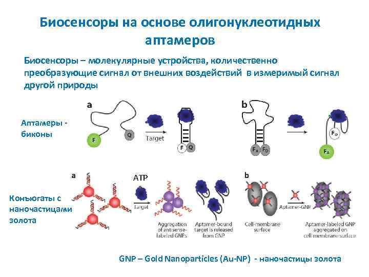 Биосенсоры на основе олигонуклеотидных аптамеров Биосенсоры – молекулярные устройства, количественно преобразующие сигнал от внешних