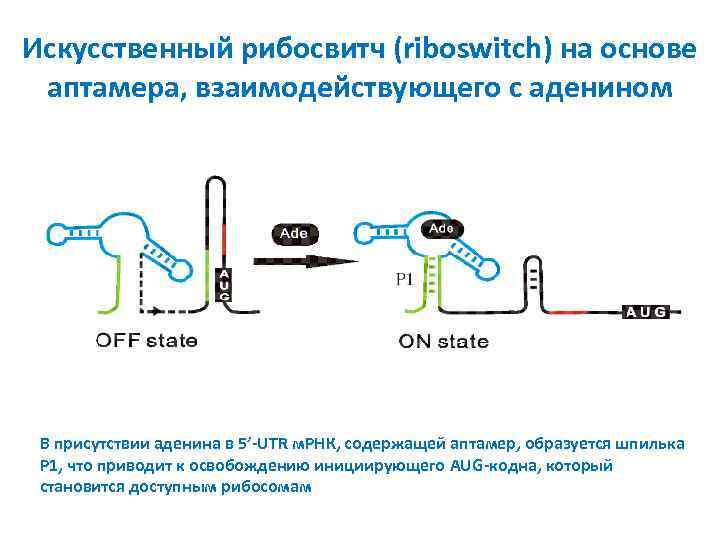 Искусственный рибосвитч (riboswitch) на основе аптамера, взаимодействующего с аденином В присутствии аденина в 5’-UTR