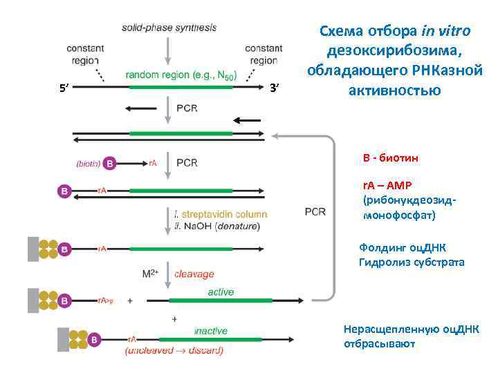 5’ 3’ Схема отбора in vitro дезоксирибозима, обладающего РНКазной активностью B - биотин r.