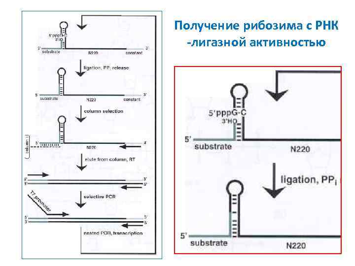 Получение рибозима с РНК -лигазной активностью 