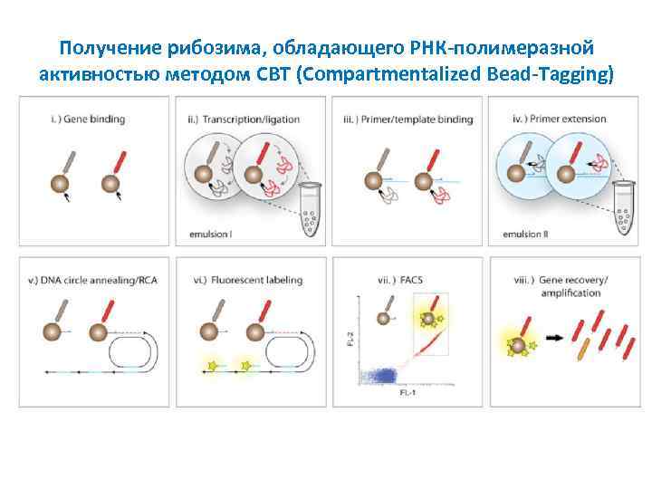 Получение рибозима, обладающего РНК-полимеразной активностью методом CBT (Compartmentalized Bead-Tagging) 