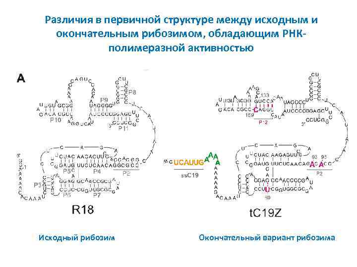 Различия в первичной структуре между исходным и окончательным рибозимом, обладающим РНКполимеразной активностью Исходный рибозим