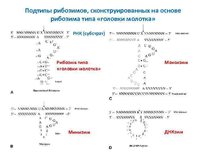 Подтипы рибозимов, сконструированных на основе рибозима типа «головки молотка» РНК (субстрат) Рибозим типа «головки