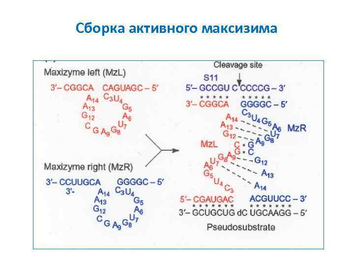 Сборка активного максизима 