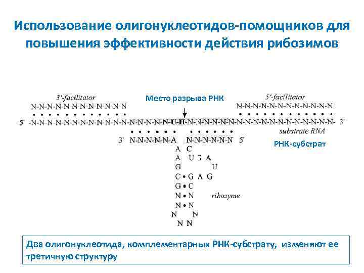 Использование олигонуклеотидов-помощников для повышения эффективности действия рибозимов Место разрыва РНК-субстрат Два олигонуклеотида, комплементарных РНК-субстрату,