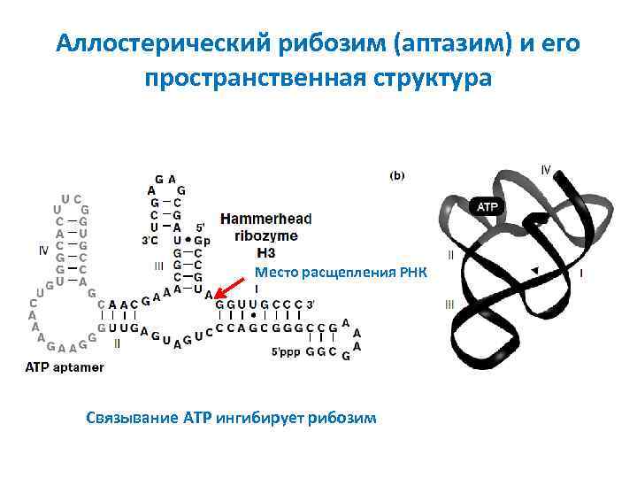 Аллостерический рибозим (аптазим) и его пространственная структура Место расщепления РНК Связывание ATP ингибирует рибозим