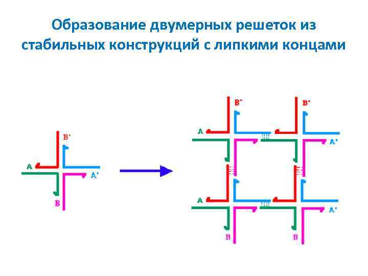 Образование двумерных решеток из стабильных конструкций с липкими концами 