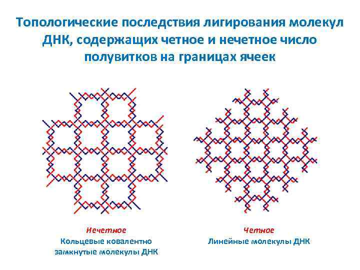 Топологические последствия лигирования молекул ДНК, содержащих четное и нечетное число полувитков на границах ячеек