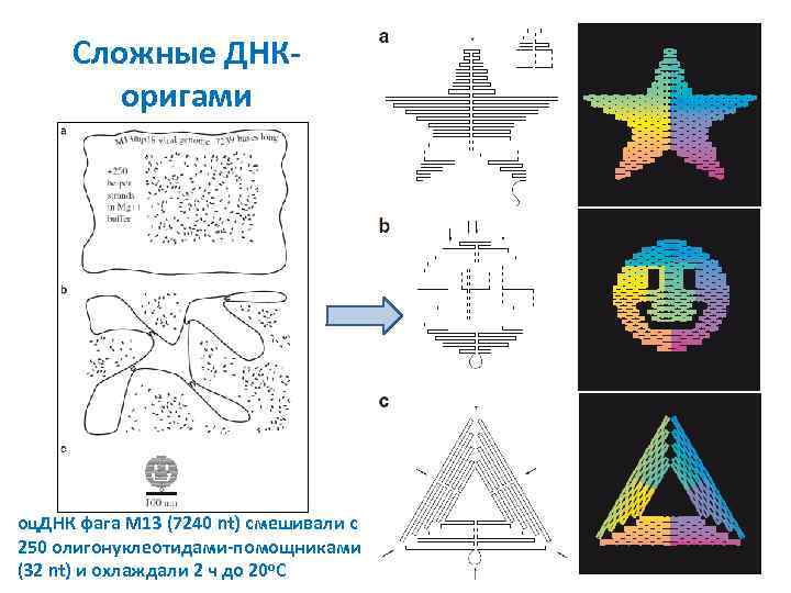 Сложные ДНКоригами оц. ДНК фага M 13 (7240 nt) смешивали с 250 олигонуклеотидами-помощниками (32