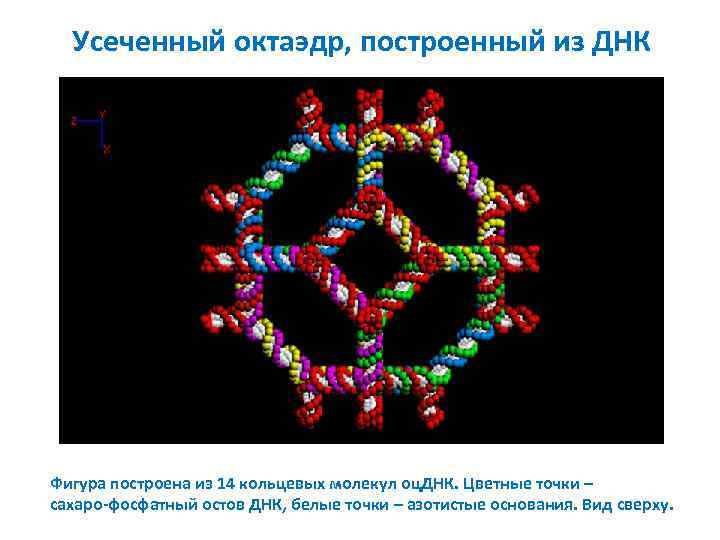 Усеченный октаэдр, построенный из ДНК Фигура построена из 14 кольцевых молекул оц. ДНК. Цветные