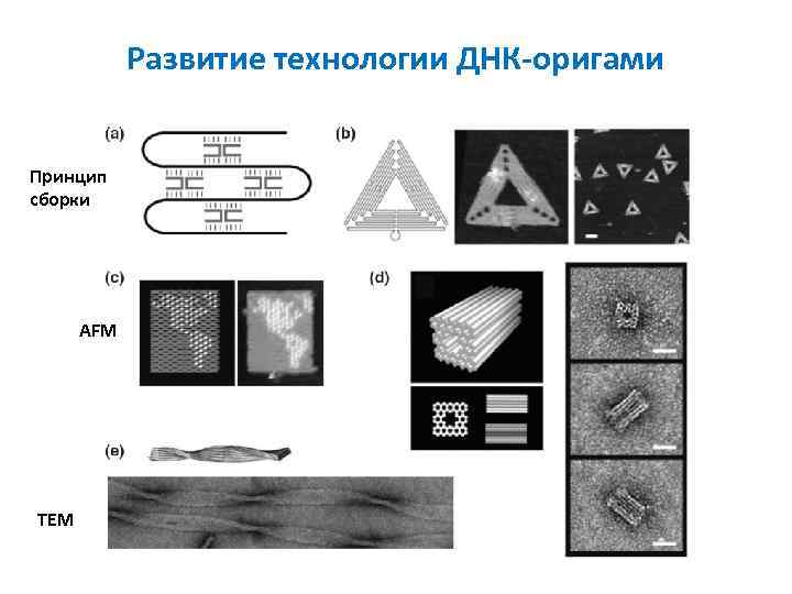 Развитие технологии ДНК-оригами Принцип сборки AFM TEM 