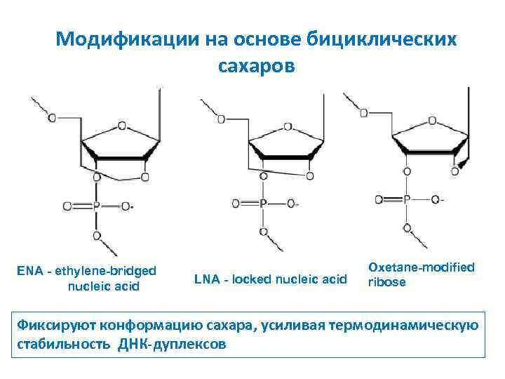 Модификации на основе бициклических сахаров ENA - ethylene-bridged nucleic acid LNA - locked nucleic