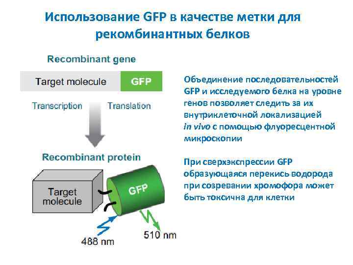 Использование GFP в качестве метки для рекомбинантных белков Объединение последовательностей GFP и исследуемого белка
