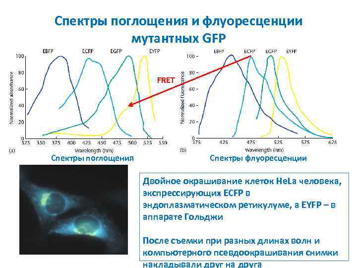 Спектры поглощения и флуоресценции мутантных GFP FRET Спектры поглощения Спектры флуоресценции Двойное окрашивание клеток