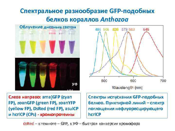 Спектральное разнообразие GFP-подобных белков кораллов Anthozoa Облучение дневным светом УФ UV Слева направо: amaj.