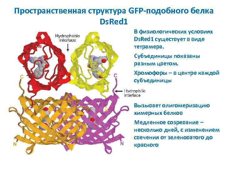 Пространственная структура GFP-подобного белка Ds. Red 1 В физиологических условиях Ds. Red 1 существует