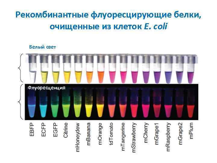 Рекомбинантные флуоресцирующие белки, очищенные из клеток E. coli Белый свет Флуоресценция 