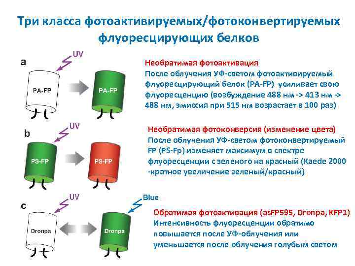 Три класса фотоактивируемых/фотоконвертируемых флуоресцирующих белков Необратимая фотоактивация После облучения УФ-светом фотоактивируемый флуоресцирующий белок (PA-FP)