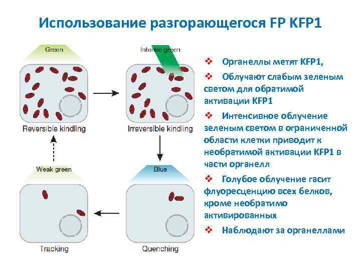 Использование разгорающегося FP KFP 1 v Органеллы метят KFP 1, v Облучают слабым зеленым