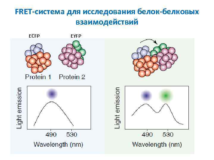 FRET-система для исследования белок-белковых взаимодействий ECFP EYFP 