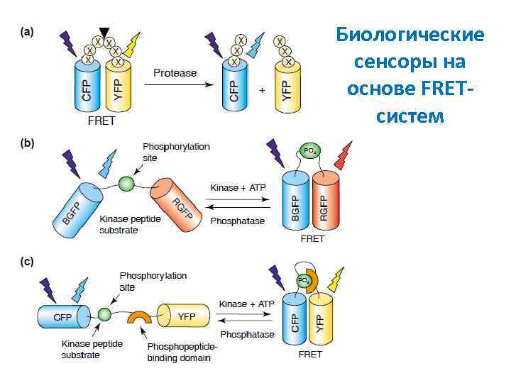 Биологические сенсоры на основе FRETсистем 