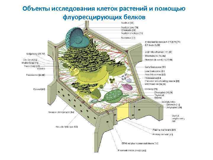 Объекты исследования клеток растений и помощью флуоресцирующих белков 