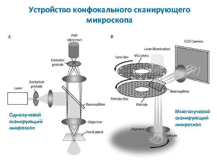 Устройство конфокального сканирующего микроскопа Однолучевой сканирующий микроскоп Многолучевой сканирующий микроскоп 