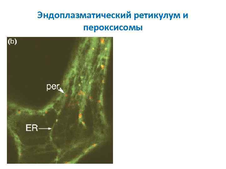 Эндоплазматический ретикулум и пероксисомы 