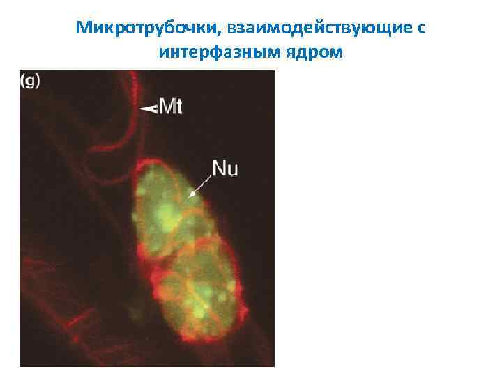 Микротрубочки, взаимодействующие с интерфазным ядром 