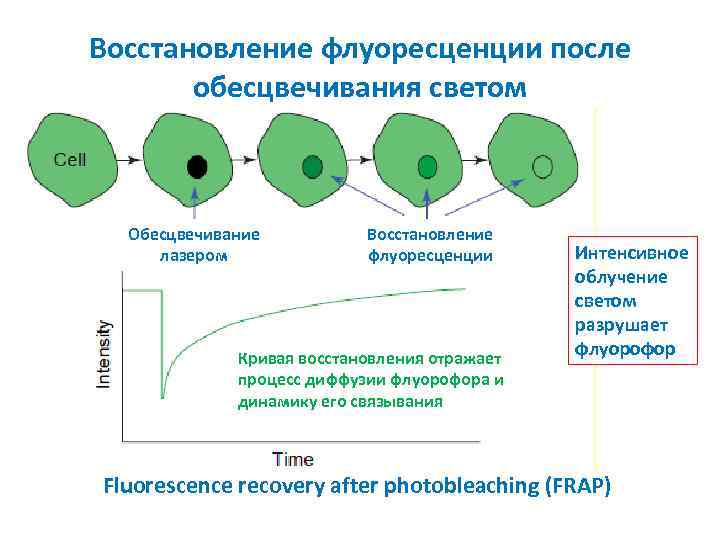 Восстановление флуоресценции после обесцвечивания светом Обесцвечивание лазером Восстановление флуоресценции Кривая восстановления отражает процесс диффузии