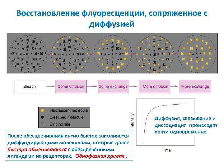 Восстановление флуоресценции, сопряженное с диффузией После обесцвечивания пятно быстро заполняется диффундирующими молекулами, которые далее