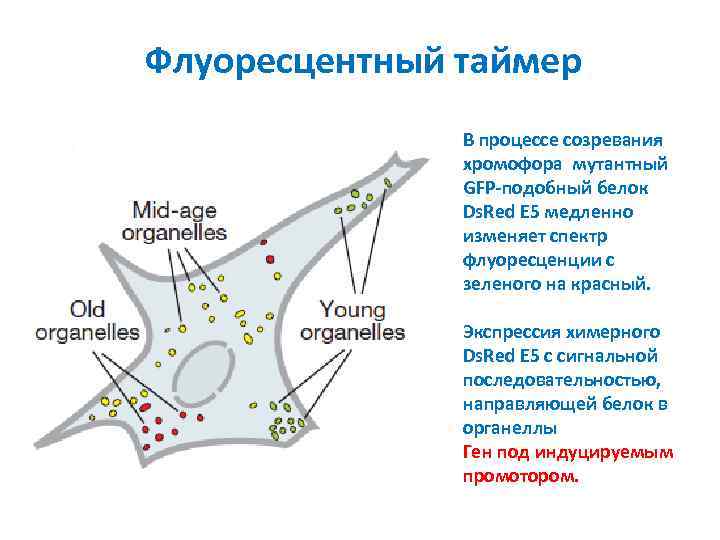 Флуоресцентный таймер В процессе созревания хромофора мутантный GFP-подобный белок Ds. Red E 5 медленно